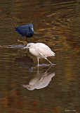 20080228 LB Herons (adult = Blue, Imm = white) - Mexico 3 131.jpg