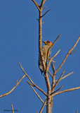 20080225 Golden-cheeked Woodpecker - Mexico 2 125.jpg