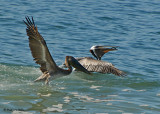 20080223 Brown Pelicans Mexico 1 214.jpg