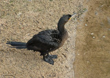 20080228 Neotropic Cormorant - Mexico 3 325.jpg