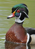 20080520 162 Wood Duck SERIES.jpg