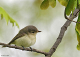 20080520 049 Philidelphia Vireo.jpg