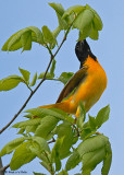 20080521 019 Baltimore Oriole.jpg