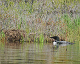 20080525 178 Common Loon 8 SERIES.jpg