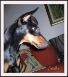 Stella