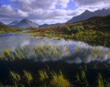 Whispering Grass