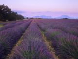 Lavender Blush