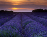 Lavender Twilight