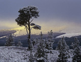 Outline Scots Pine