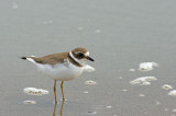 Semipalmated Plover