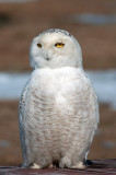 Snowy Owl