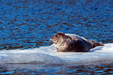 Seal in the River