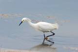 Snowy Egret