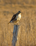 Immature Red Tail Hawk