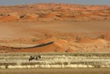 Gemsbok in the desert on the way to Sossus vlei