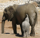 Mother and baby elephant