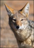 Jackal 1