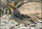 Yellow nose hornbill