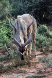 Addo - Kudu