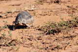Addo - tortoise