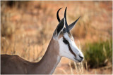 Springbok, Kgalagadi