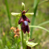 Ophrys insectifera