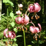 Lilium martagon