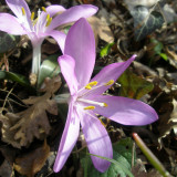 Spring meadow saffron