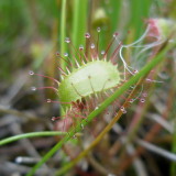 Drosera anglica