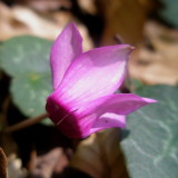 Cyclamen