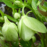 Helleborus bocconei