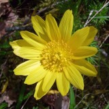 Adonis vernalis