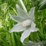 Ornithogalum nutans