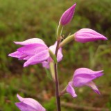 Cephalanthera rubra