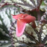 Begonia Rex hybr.