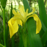 Iris jaune