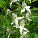 Platanthera bifolia