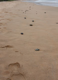 13466 The Pebble Trail