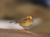 Hedpiplrka - American Pipit  (Anthus rubescens)Hedpiplrka Buff-bellied Pipit or American Pipit  (Anthus rubescens)