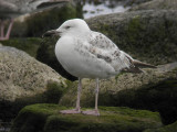 Kaspisk trut - Caspian Gull  (Larus cachinnans)