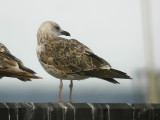 Silltrut - Lesser Black-backed Gull  (Larus fuscus)