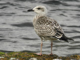 Havstrut - Great Black-backed Gull  (Larus marinus)