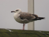 Kaspisk trut - Caspian Gull  (Larus cachinnans)