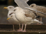 Kaspisk trut - Caspian Gull  (Larus cachinnans)