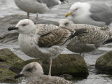 Kaspisk trut - Caspian Gull  (Larus cachinnans)
