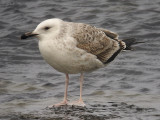 Kaspisk trut - Caspian Gull  (Larus cachinnans)