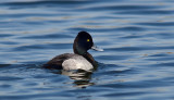 Lesser Scaup