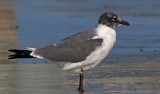 Laughing Gull