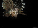 Lion Fish