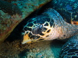 Tartaruga no Pirapama